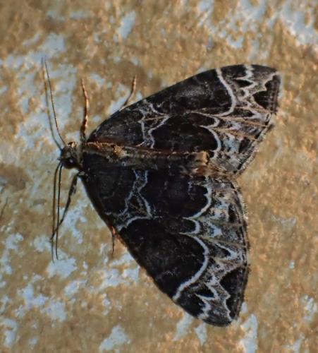Réf. 312 188 : Ecliptopera silaceata